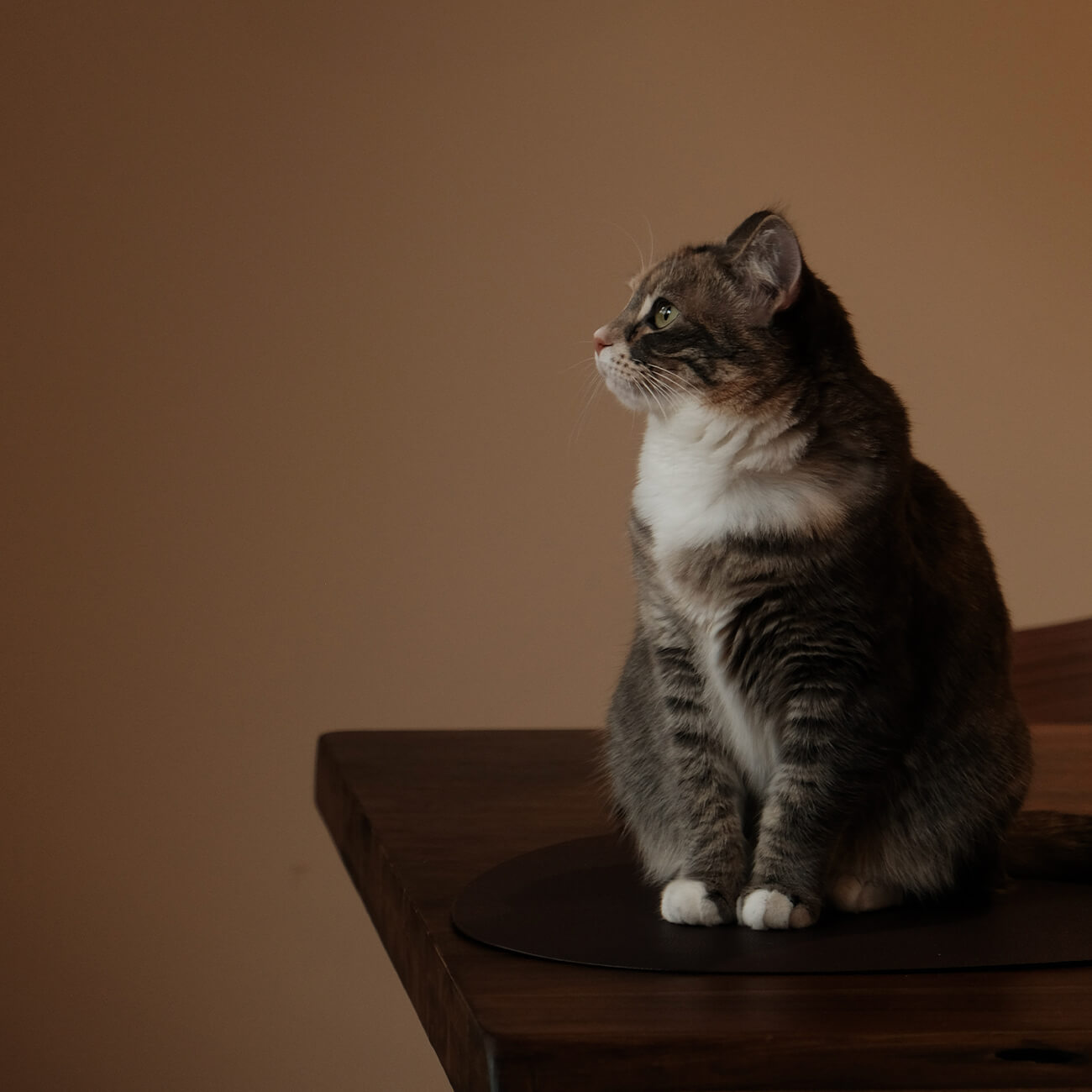 CAT JEWELRY
